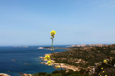 Close-up of yellow flowering plant against sea