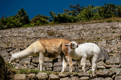 Sheep in a field