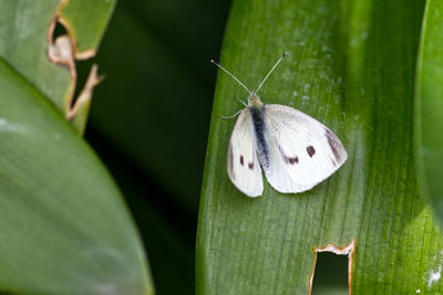 Close-up of butterfly on leaf