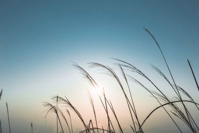 Close-up of plants against clear sky