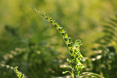 Close-up of plant