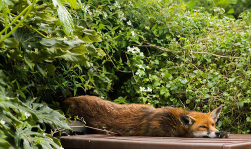 Red fox relaxing on table by plants