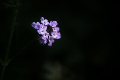 Close-up of pink flowers