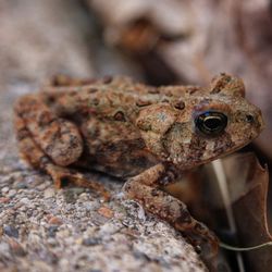 Close-up of frog on rock