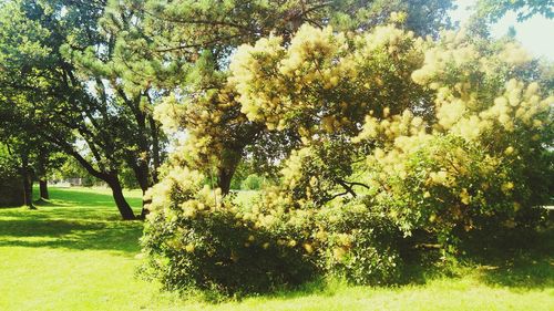 Trees on grassy field in park