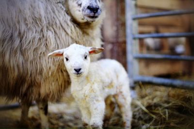 Portrait of lamb with sheep in stable