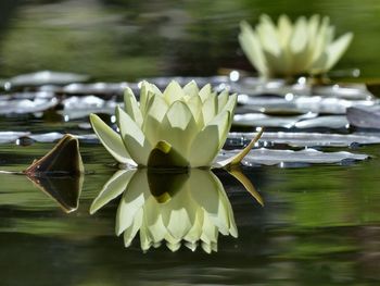 Lotus growing on lake