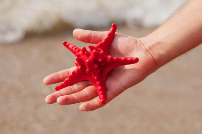 Close-up of human hand holding red starfish at beach