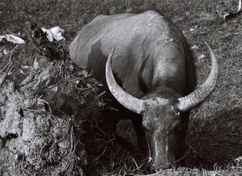 Close-up of horse grazing on field