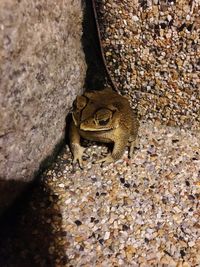 Close-up of lizard