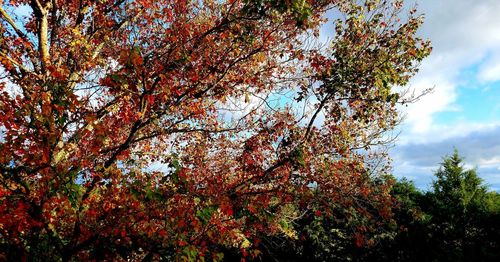 Low angle view of autumnal tree against sky