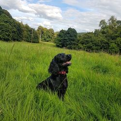 Dog sitting on field against sky