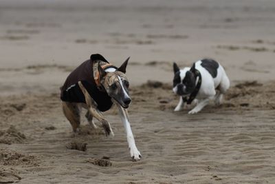 Horses on field at beach