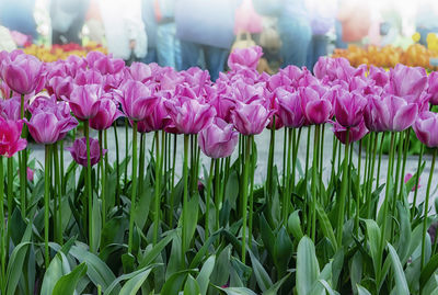 Close-up of pink flowering plants on field