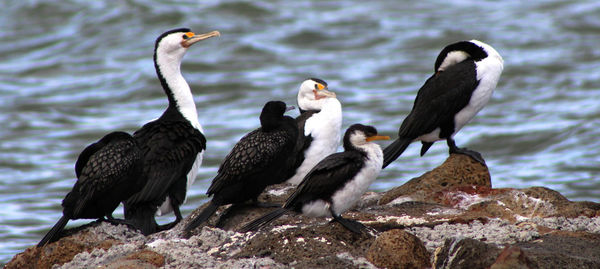 Ducks on rock by lake