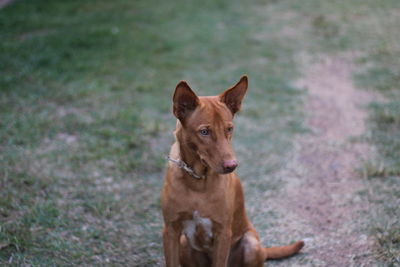 Portrait of dog on field