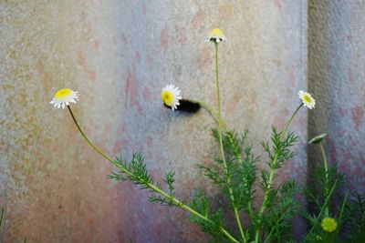 Close-up of yellow flowers