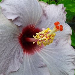 Close-up of hibiscus blooming outdoors