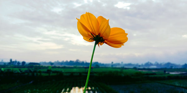 Close-up of yellow flower on field against sky