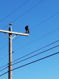 Low angle view of bird perching on power line