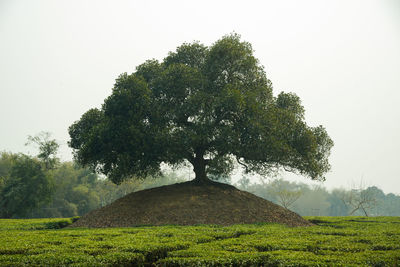 Close-up of tree against sky