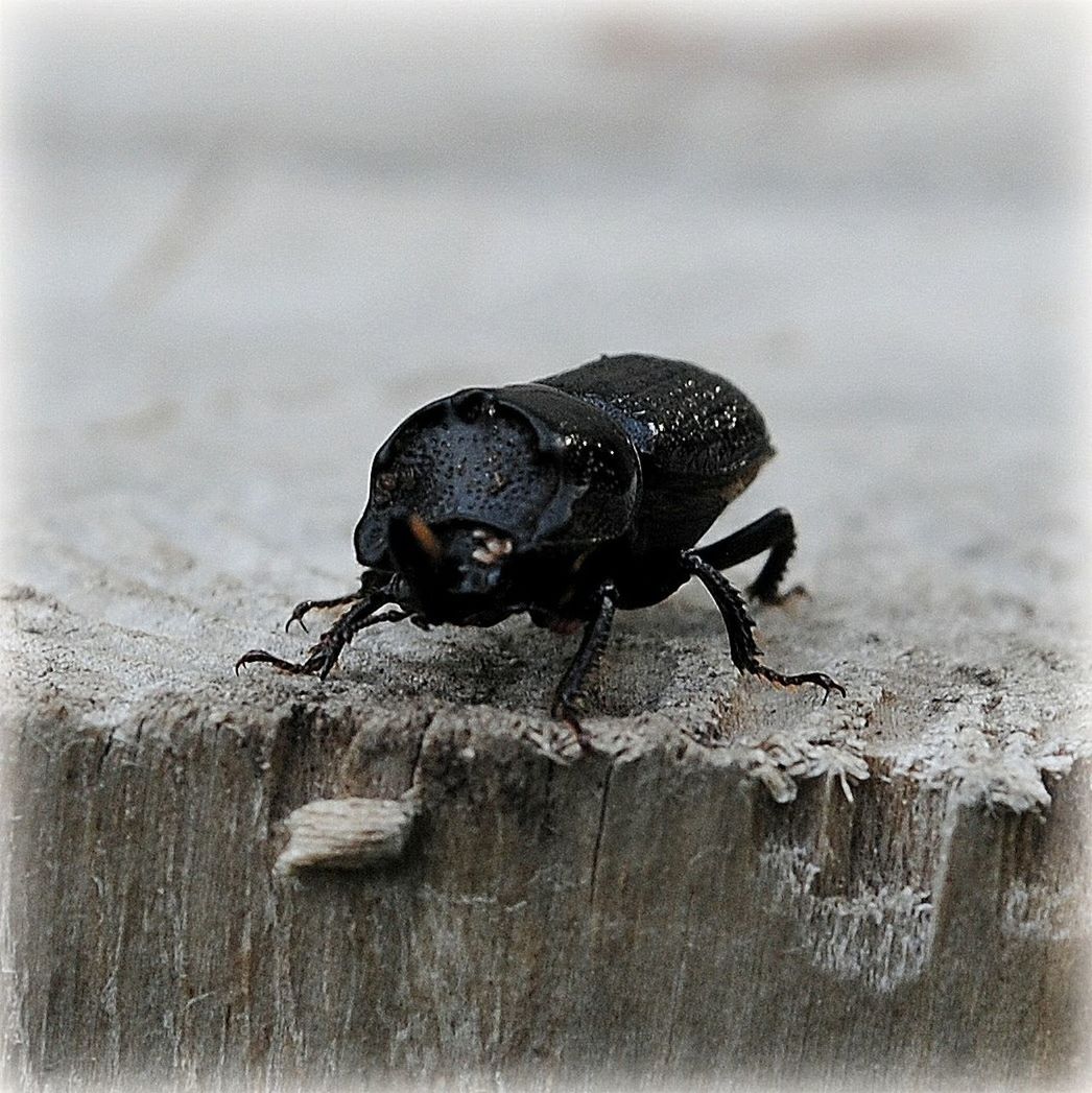 one animal, animal themes, animals in the wild, insect, no people, close-up, animal wildlife, black color, day, outdoors, nature