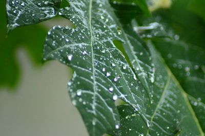 Close-up of wet plant leaves during rainy season