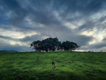 Trees on field against sky