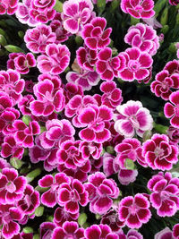 Full frame shot of pink flowers blooming on field