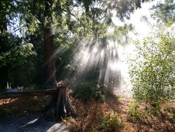 Scenic view of waterfall against trees in forest