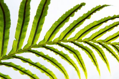 Close-up of palm leaves