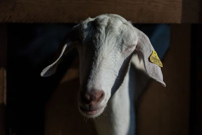 Close-up of sheep