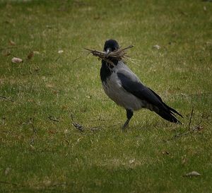 Close-up of bird perching on green leaf