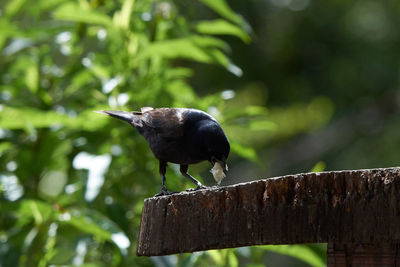 Close-up of bird perching on branch