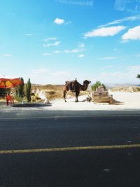 View of horse cart on street in city