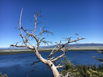 Bare trees by sea against clear blue sky