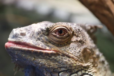 Close-up of iguana