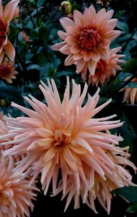 Close-up of pink dahlia blooming outdoors