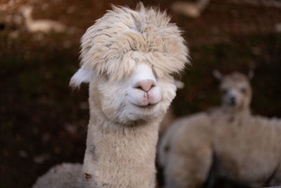 Close-up of an alpaca on a bad hair day with a smile 