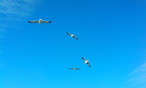 Low angle view of seagulls flying against clear blue sky