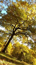 Trees growing in sunlight