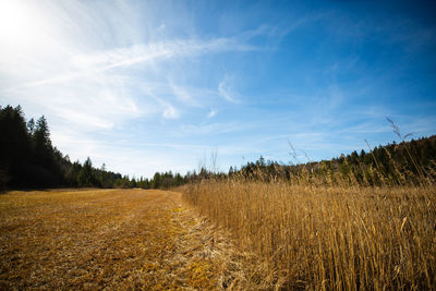 Scenic view of field against sky