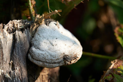 Close-up of a tree trunk