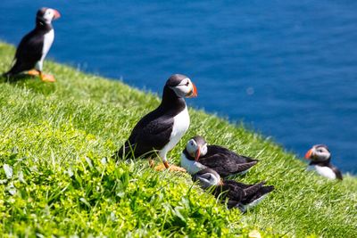 View of ducks on grass