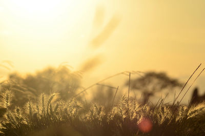 Close-up of grass against sky during sunset