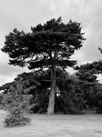 Trees on field against sky