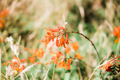 Close-up of orange flowering plant