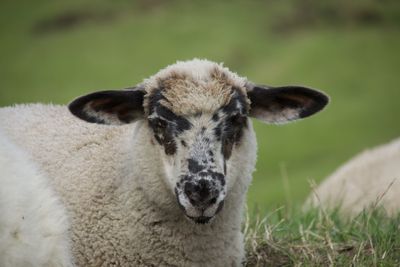 Close-up portrait of a sheep on a field