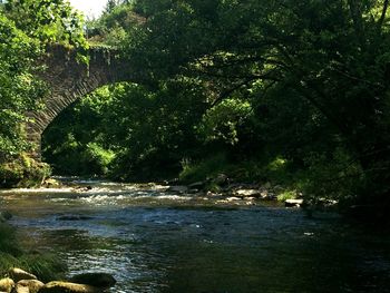 Scenic view of river in forest