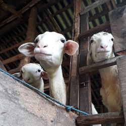 View of sheep in pen